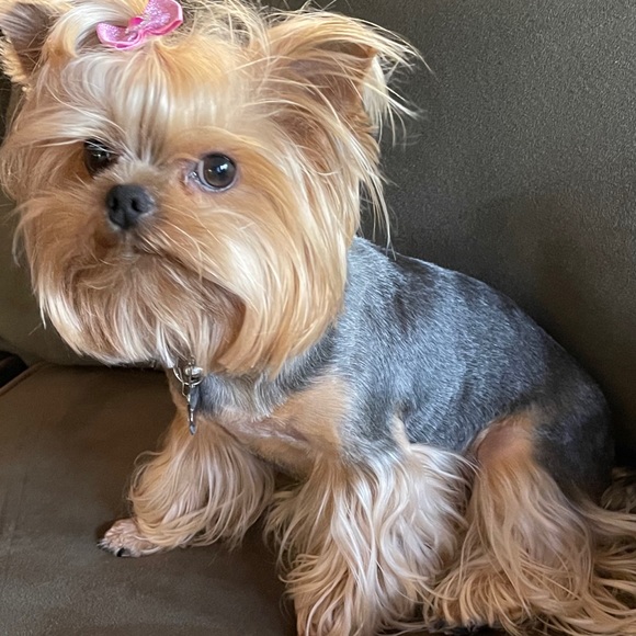 Meet your Posher, RiRi - Picture 9 of 16